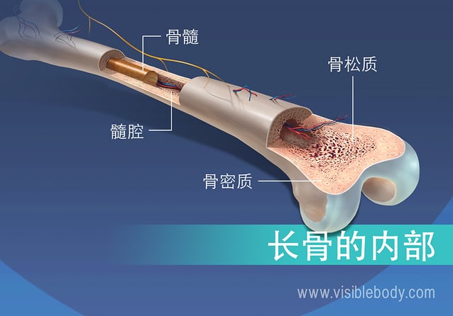 骨髓、髓腔、骨松质和骨密质的视图